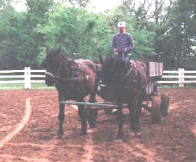 June 1999. Pulling a wagon.