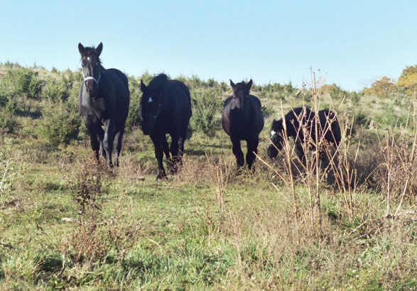 Heather, Kate, Elsie, Queen,  Ocotober 2004