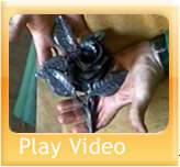 Windows Media Player- Highlights from Fire And Roses